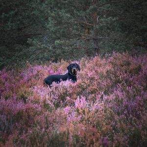 Preview wallpaper dog, pet, field, flowers