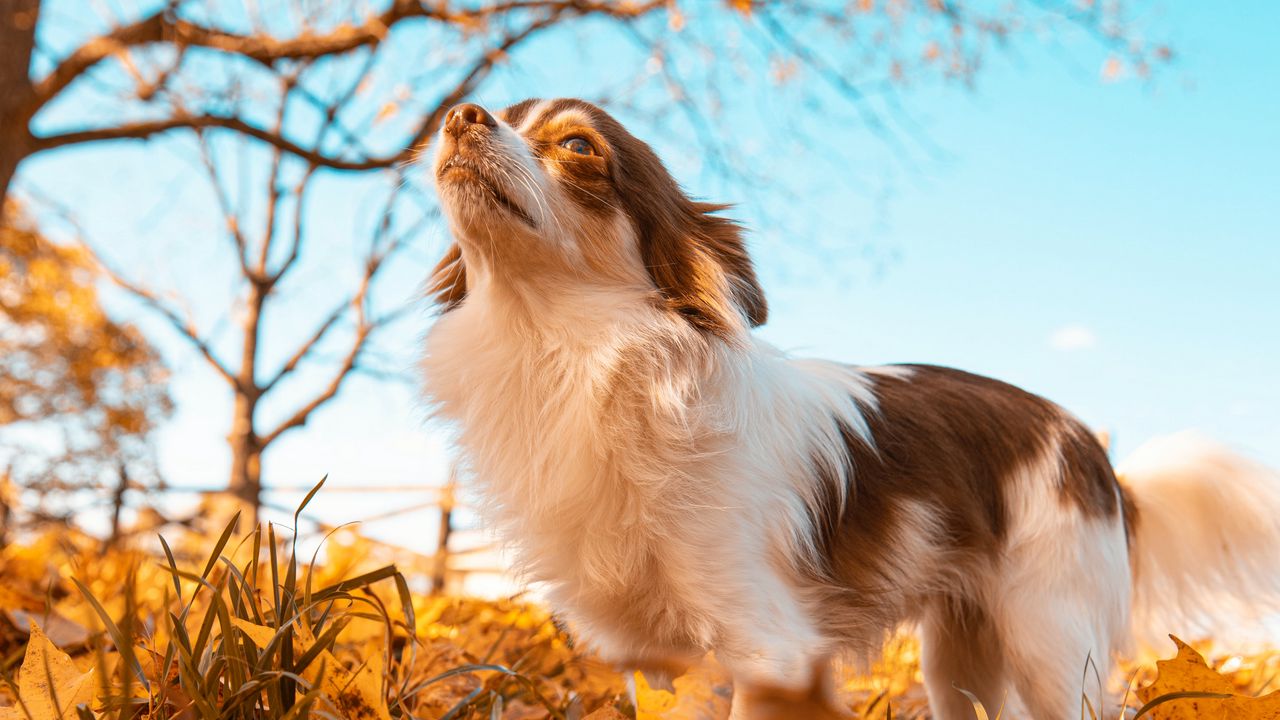Wallpaper dog, pet, fluffy, leaves, autumn