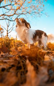 Preview wallpaper dog, pet, fluffy, leaves, autumn