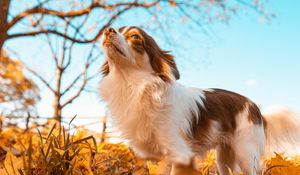 Preview wallpaper dog, pet, fluffy, leaves, autumn