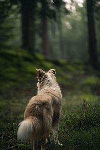 Preview wallpaper dog, pet, fluffy, forest