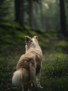 Preview wallpaper dog, pet, fluffy, forest