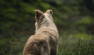 Preview wallpaper dog, pet, fluffy, forest