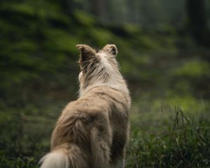 Preview wallpaper dog, pet, fluffy, forest