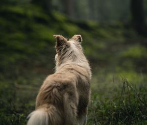 Preview wallpaper dog, pet, fluffy, forest