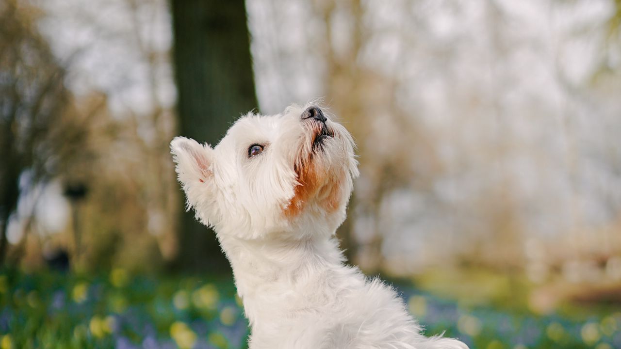 Wallpaper dog, pet, fluffy, trick, flowers, field, cute