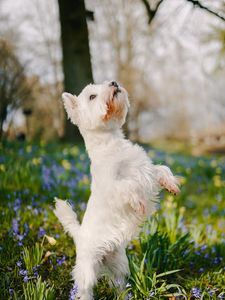 Preview wallpaper dog, pet, fluffy, trick, flowers, field, cute