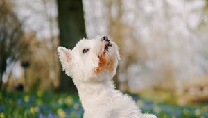 Preview wallpaper dog, pet, fluffy, trick, flowers, field, cute