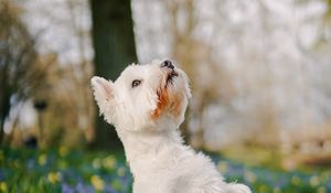 Preview wallpaper dog, pet, fluffy, trick, flowers, field, cute