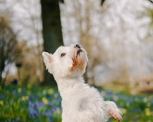 Preview wallpaper dog, pet, fluffy, trick, flowers, field, cute