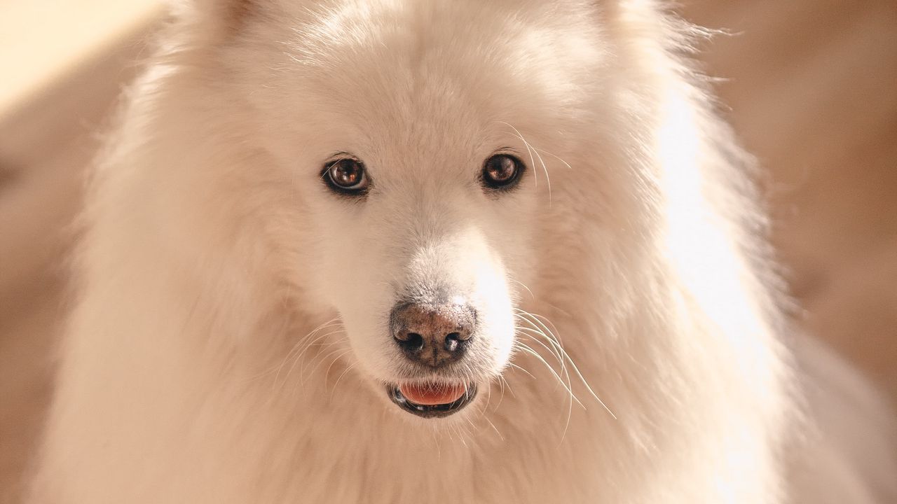 Wallpaper dog, pet, fluffy, cute, white
