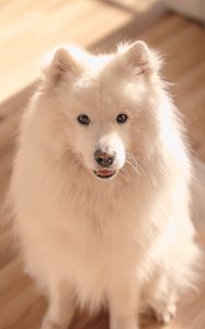 Preview wallpaper dog, pet, fluffy, cute, white