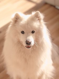 Preview wallpaper dog, pet, fluffy, cute, white