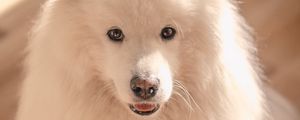 Preview wallpaper dog, pet, fluffy, cute, white