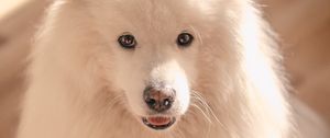 Preview wallpaper dog, pet, fluffy, cute, white