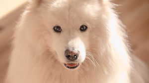 Preview wallpaper dog, pet, fluffy, cute, white