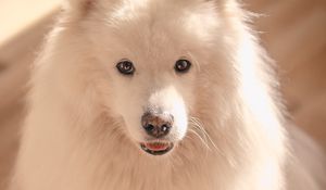 Preview wallpaper dog, pet, fluffy, cute, white