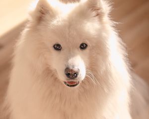 Preview wallpaper dog, pet, fluffy, cute, white