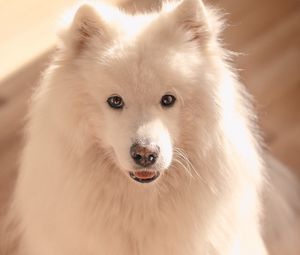 Preview wallpaper dog, pet, fluffy, cute, white