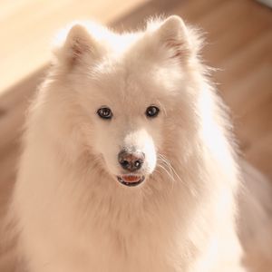 Preview wallpaper dog, pet, fluffy, cute, white