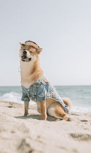 Preview wallpaper dog, pet, funny, hat, sea, beach, summer