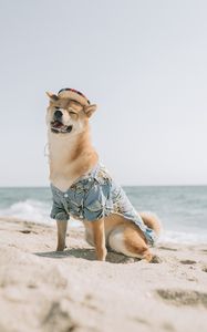 Preview wallpaper dog, pet, funny, hat, sea, beach, summer