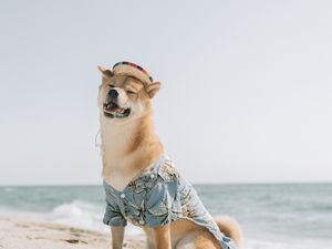 Preview wallpaper dog, pet, funny, hat, sea, beach, summer