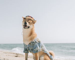 Preview wallpaper dog, pet, funny, hat, sea, beach, summer