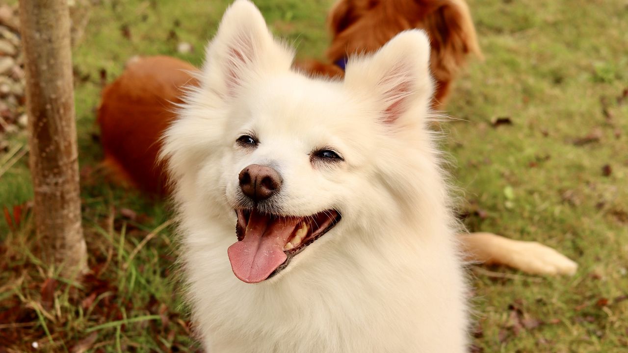 Wallpaper dog, pet, furry, white