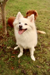 Preview wallpaper dog, pet, furry, white