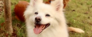 Preview wallpaper dog, pet, furry, white