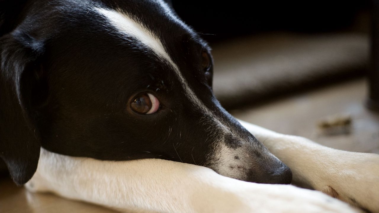 Wallpaper dog, pet, glance, pose