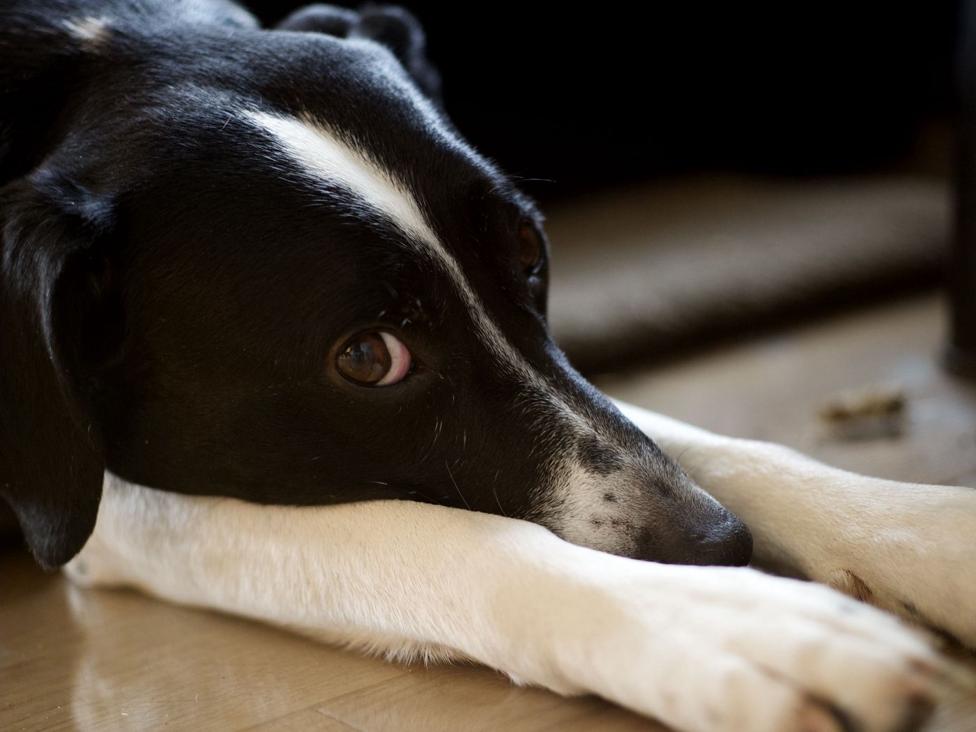 1400x1050 Wallpaper dog, pet, glance, pose