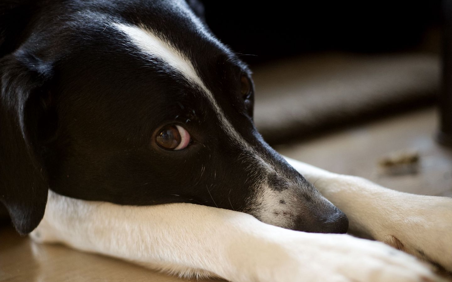 1440x900 Wallpaper dog, pet, glance, pose