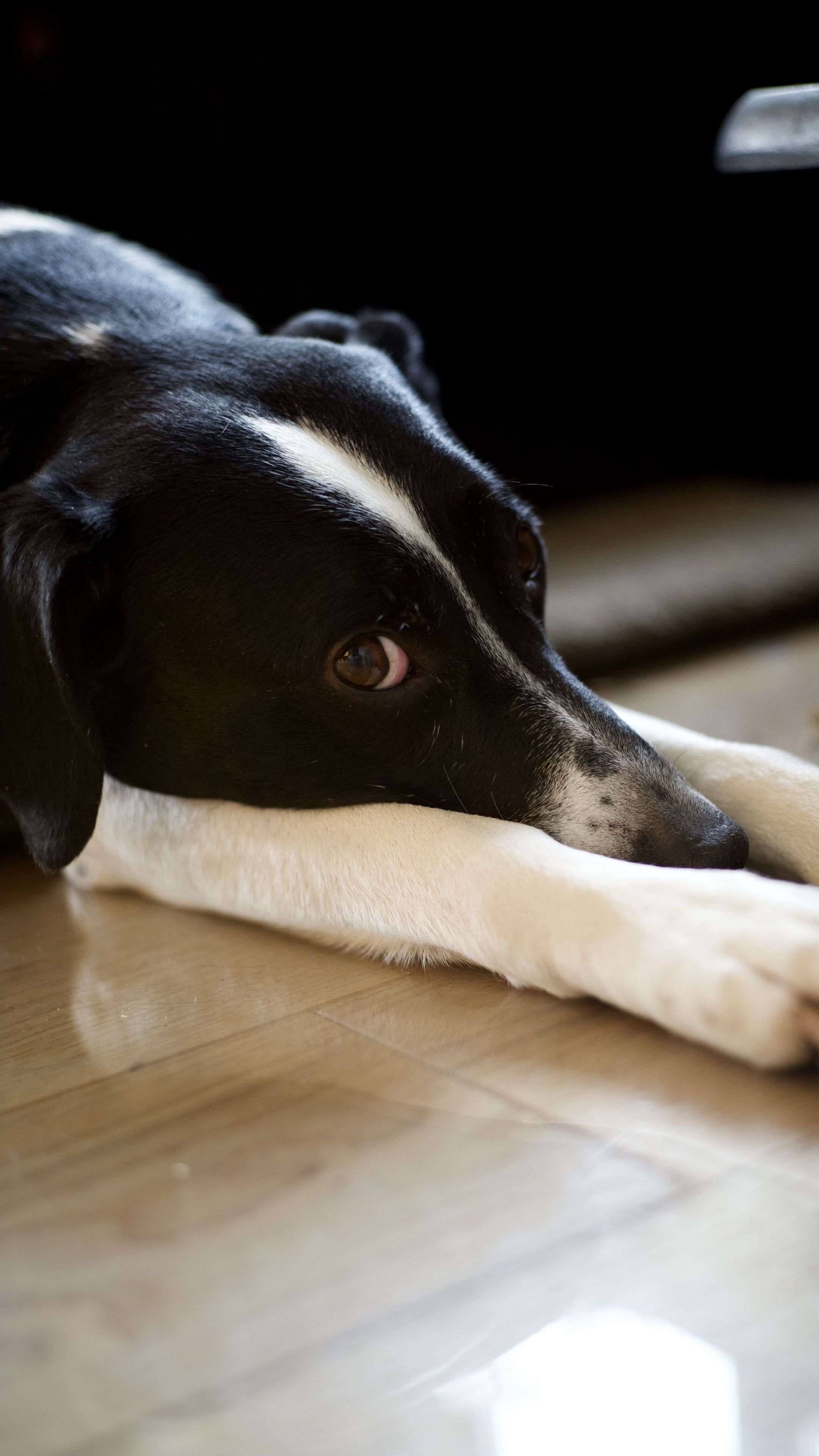 2160x3840 Wallpaper dog, pet, glance, pose