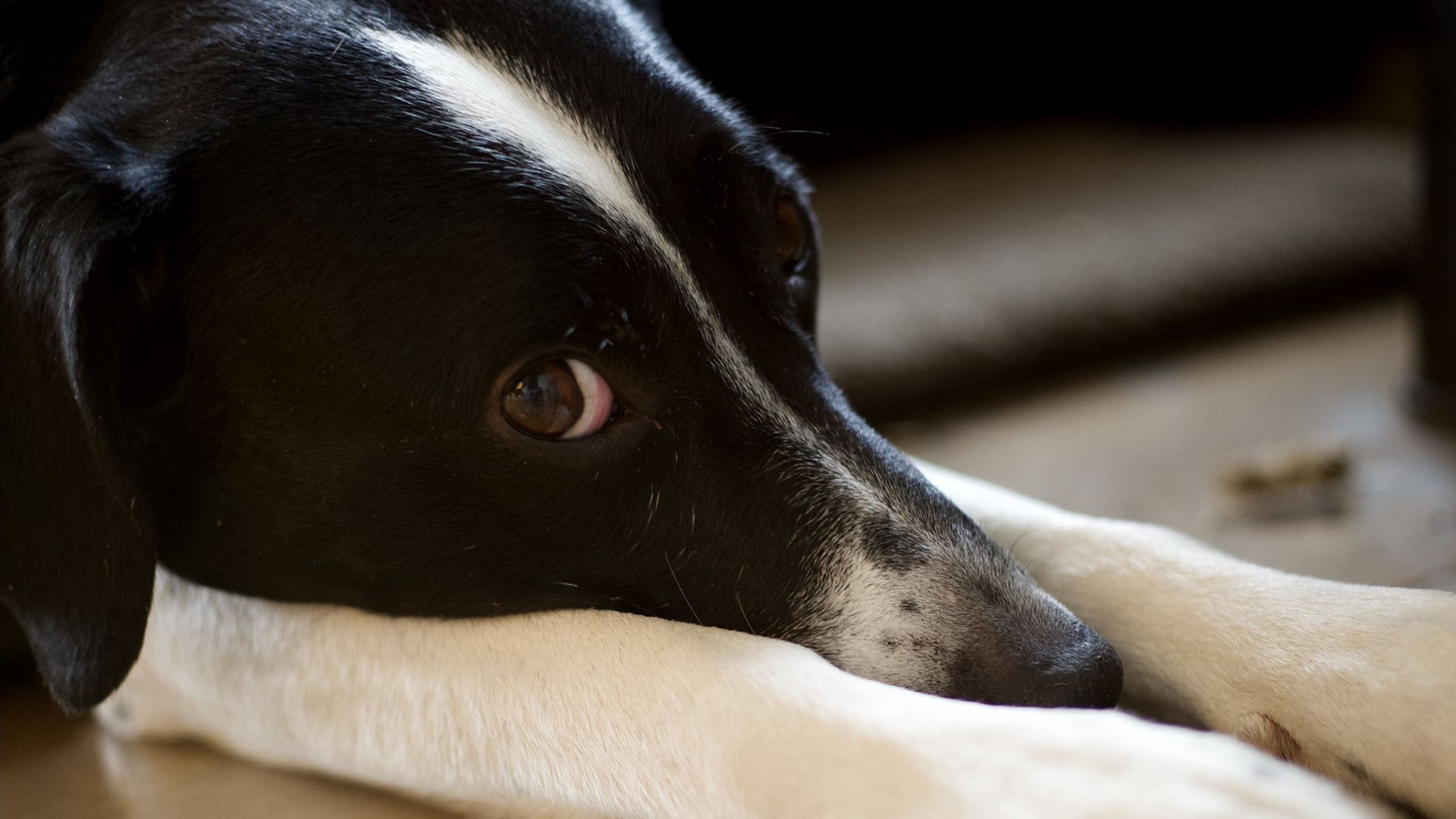 2560x1440 Wallpaper dog, pet, glance, pose