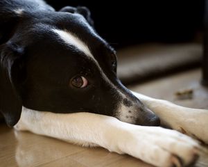 Preview wallpaper dog, pet, glance, pose