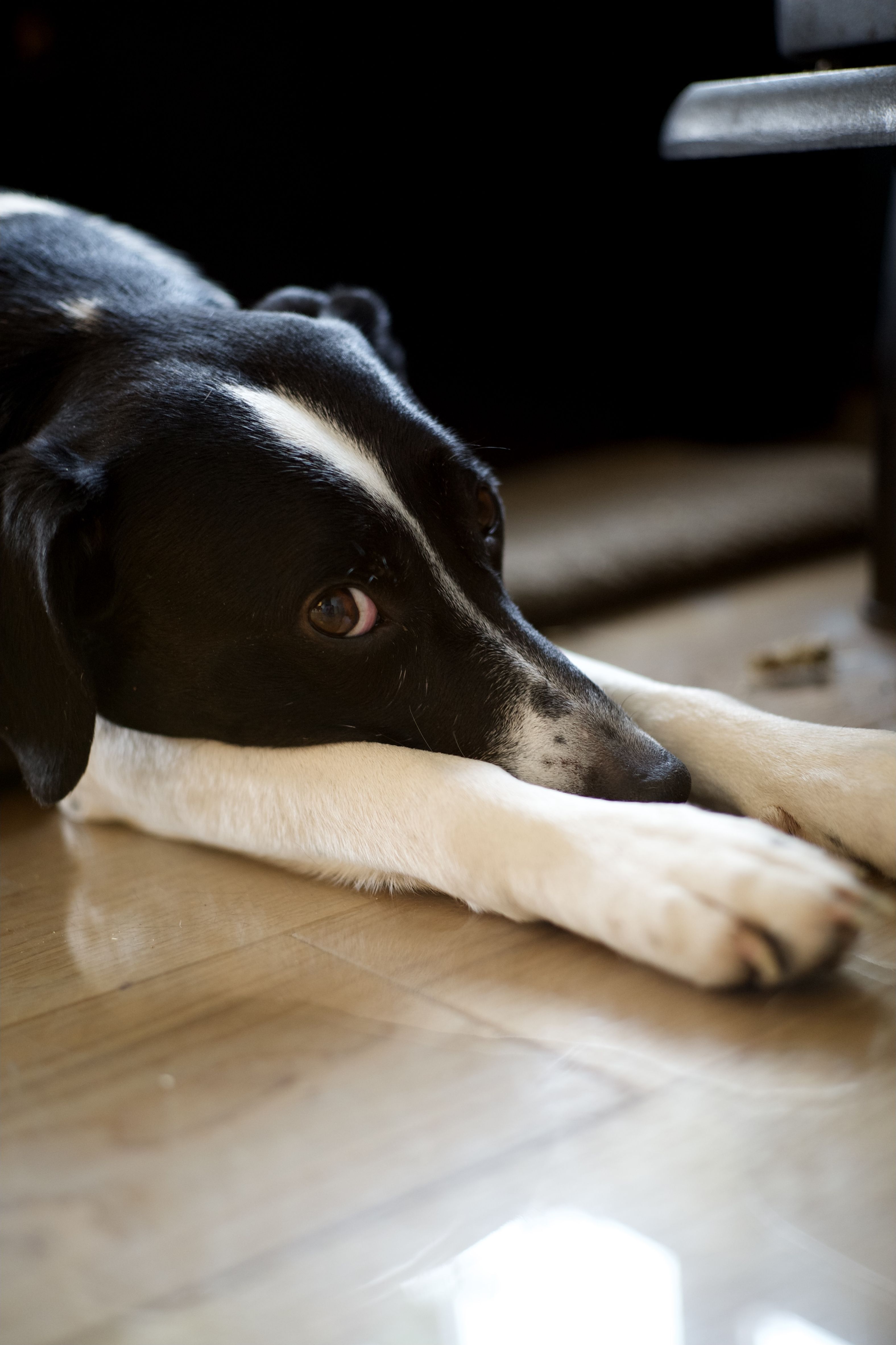 3151x4726 Wallpaper dog, pet, glance, pose