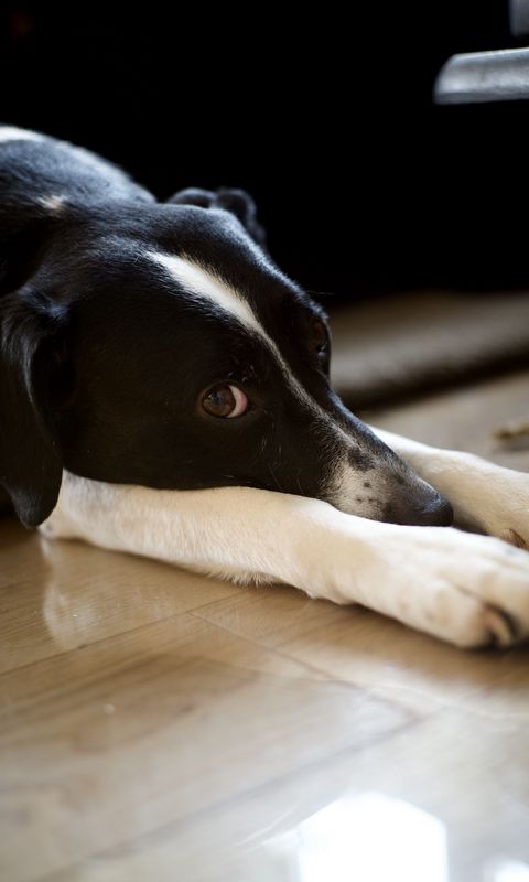 480x800 Wallpaper dog, pet, glance, pose
