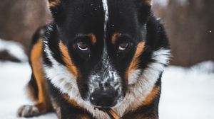 Preview wallpaper dog, pet, glance, snow