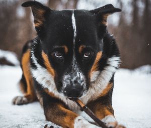 Preview wallpaper dog, pet, glance, snow