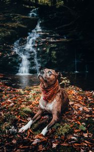 Preview wallpaper dog, pet, glance, waterfall, foliage