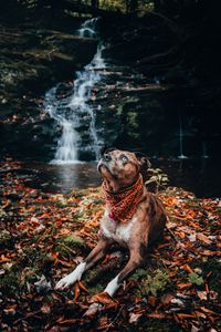 Preview wallpaper dog, pet, glance, waterfall, foliage