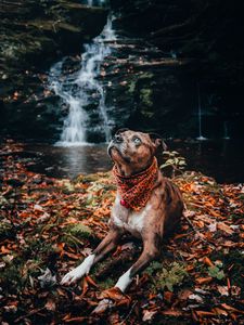 Preview wallpaper dog, pet, glance, waterfall, foliage