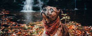 Preview wallpaper dog, pet, glance, waterfall, foliage