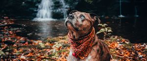 Preview wallpaper dog, pet, glance, waterfall, foliage