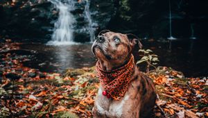 Preview wallpaper dog, pet, glance, waterfall, foliage