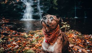 Preview wallpaper dog, pet, glance, waterfall, foliage