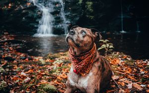 Preview wallpaper dog, pet, glance, waterfall, foliage