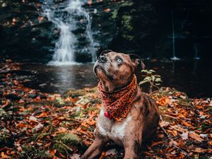 Preview wallpaper dog, pet, glance, waterfall, foliage